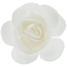 a white rose is shown on a white background