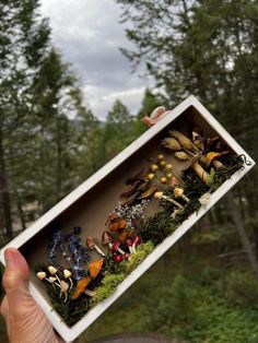 a person holding up a box filled with miniature plants and mushrooms in the woods on a cloudy day