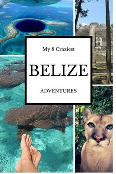 the collage shows pictures of animals, trees and water with text overlay that reads my 8 craziest belize adventures