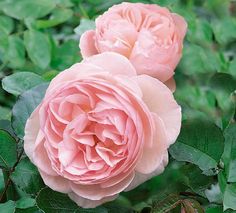 two pink roses are blooming in the garden