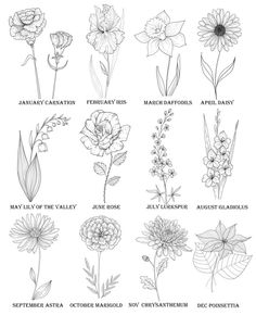 the different types of flowers that are in each flower species and their names on this page