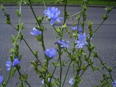 some blue flowers are growing in the street