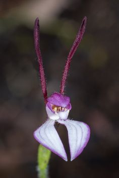 a purple and white flower with long, thin petals