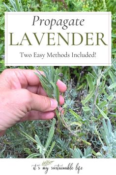 a hand is picking leaves from a plant with the title propagate lavender two easy method