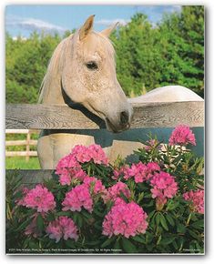 a white horse standing behind a wooden fence with pink flowers in the foreground and trees in the background