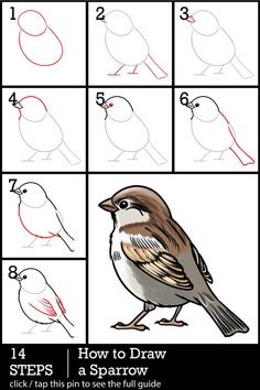 how to draw a bird with step by step instructions for beginners and advanced students