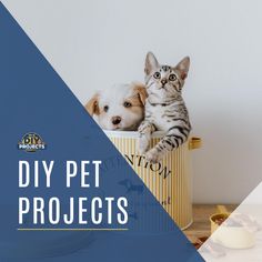 two kittens and a dog sitting in a tin can with the words diy pet projects