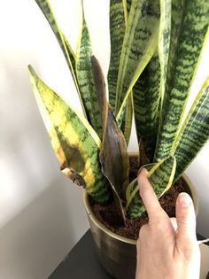 a hand pointing at a plant in a pot