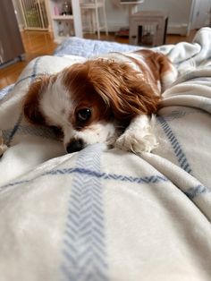 a small brown and white dog laying on top of a bed covered in a blanket