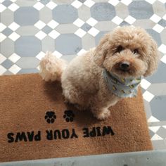 a small brown dog wearing a bandana on top of a door mat