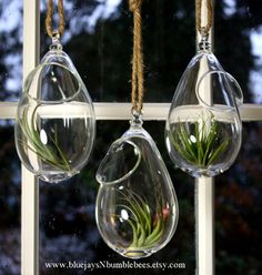 three hanging air plants in glass vases on a window sill