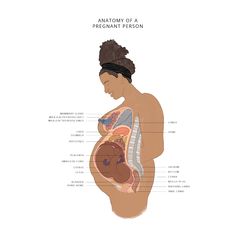 the anatomy of a pregnant person