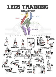 an image of the leg training and anatomy chart with different types of legs in it