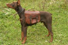 a brown dog wearing a leather saddle standing in the grass