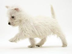 a small white dog walking across a white floor