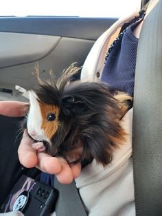 a small brown and white dog sitting in the back seat of a car, being held by someone's hand