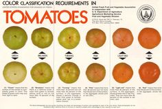 an old poster shows the different types of tomatoes and how they are used to make tomato sauce