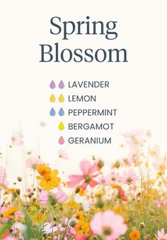 Geranium Diffuser Blend, Spring Diffuser Blends, Eo Blends, Essential Oil Perfumes Recipes, Essential Oil Combinations, Perfume Recipes, Diy Perfume, Diy Crafts Life Hacks, Oil Diffuser Recipes