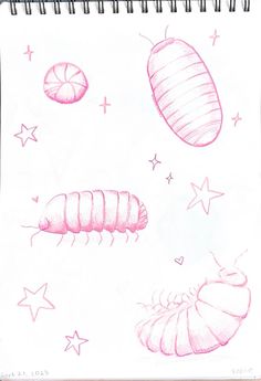 pencil drawing of different types of bugs and stars