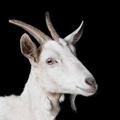 a white goat with long horns standing in front of a black background