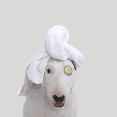 a white dog wearing a towel and cucumber on its head