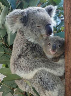 a koala bear and her baby in a tree