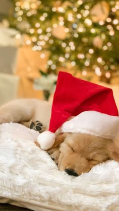 a dog sleeping on top of a blanket wearing a santa hat