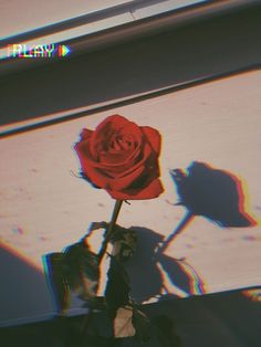 a single red rose sitting on top of a table