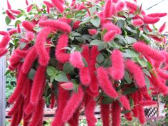 red flowers are hanging from the top of a potted plant