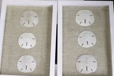 three sand dollars are placed in a shadow box with white trim on the bottom and sides