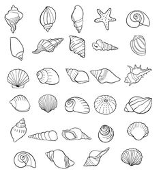 a set of seashells on a white background, hand drawn illustration stock photo