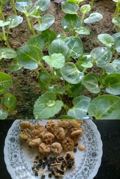 a plate with some food on top of it next to a potted plant in the background