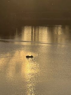 two birds floating on top of a lake near the sun shining through the foggy sky