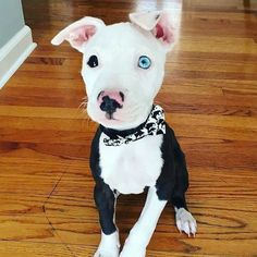 a white and black dog sitting on top of a wooden floor