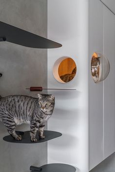 a cat standing on top of a shelf next to a mirror