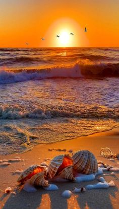 the sun is setting over the ocean with sea shells on the beach