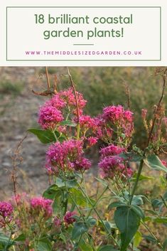 Low maintenance, pretty plants for coastal gardens and beach-themed backyards #middlesizedgarden #backyard #garden #gardening Water Wise Landscaping, Types Of Shrubs, Budget Garden, Dry Garden