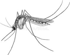 mosquito on white background royalty illustration