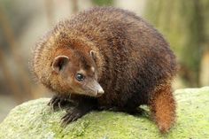 a small brown animal sitting on top of a green rock