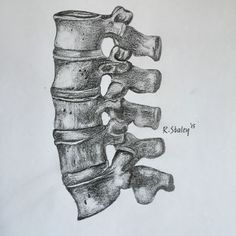 a drawing of the back of a human skeleton