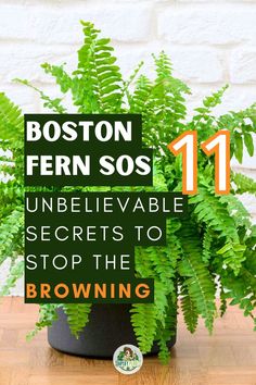 Boston Fern Care - boston fern leaves turning brown |  why is my boston fern turning brown | boston fern turning brown -Boston fern browning leaves -
Causes of Boston fern brown fronds -
Treating brown tips on Boston fern -
Reviving a brown Boston fern -
Solutions for Boston fern browning -
Preventing Boston fern from turning brown -
Fixing brown leaf issues in Boston ferns -
Boston fern care for brown spots -
Reasons behind Boston fern discoloration -
Restoring health to brown Boston fern - Fern Care Indoor, Boston Fern Indoor, Water Ferns, Fern Care, Indoor Ferns, Cat Safe Plants, Ferns Care, Ferns Garden, Boston Fern