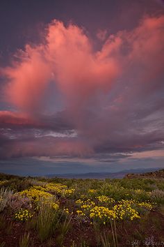 the sky is filled with pink clouds and yellow wildflowers in the foreground