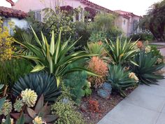 a garden filled with lots of different types of plants