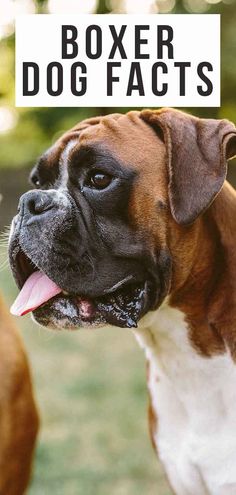 a brown and white dog standing on top of a grass covered field