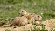 three prairie groundhogs sitting on top of a hill