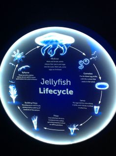 jellyfish life cycle displayed on illuminated plate in dark room