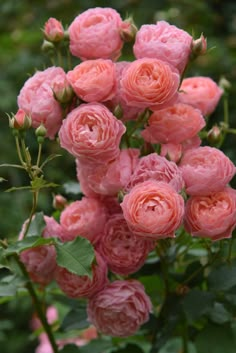 a bunch of pink roses with green leaves in the foreground and dark foliage in the background