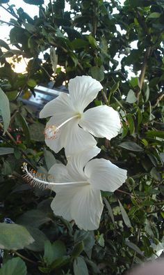 two white flowers with green leaves in the background