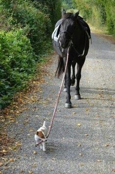 a black horse walking down a road with a small dog on a leash next to it