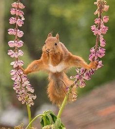 a squirrel is standing on its hind legs in front of some flowers and looking at the camera